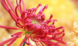 爆菊花视频,揭秘网络爆菊花视频背后的趣味与思考